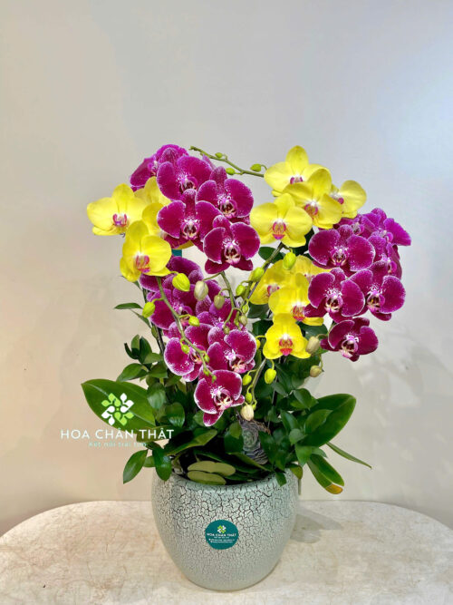 Chậu Lan Hồ Điệp 5 Cành – Hồng Tím Giao Hòa