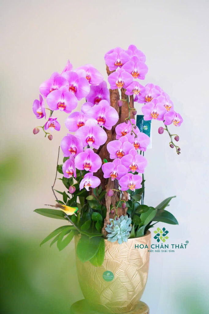 Chậu Lan Hồ Điệp Ghép Lũa 5 Cành – Mộc Hương Lộc Phát