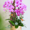 Chậu Lan Hồ Điệp 5 Cành – Màu Hồng Tím Quyến Rũ