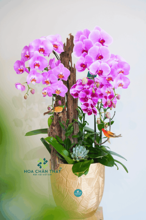 Chậu Lan Hồ Điệp 5 Cành – Hồng Tím Quyến Rũ