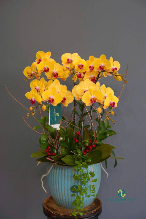 Chậu Lan Hồ Điệp 5 Cành – Kim Vượng Tài Lộc