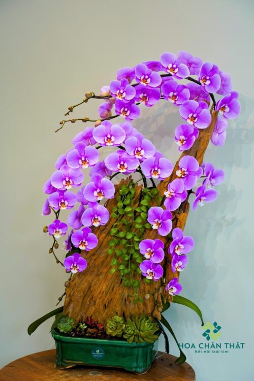 Chậu Lan Hồ Điệp 5 Cành – Tím Hồng Duyên Khởi