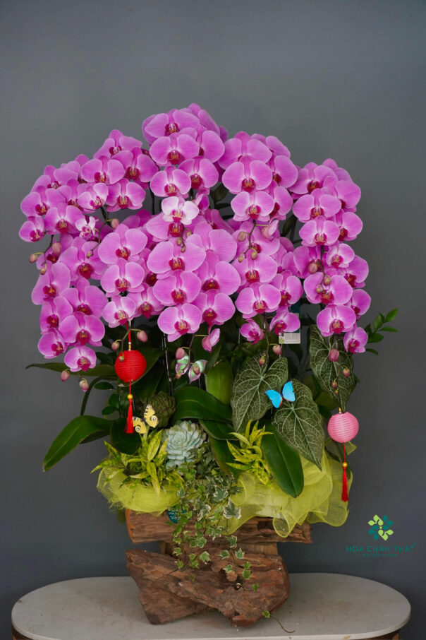 Máng Lũa Lan Hồ Điệp 10 Cành – Tím Hoàng Phát Lộc