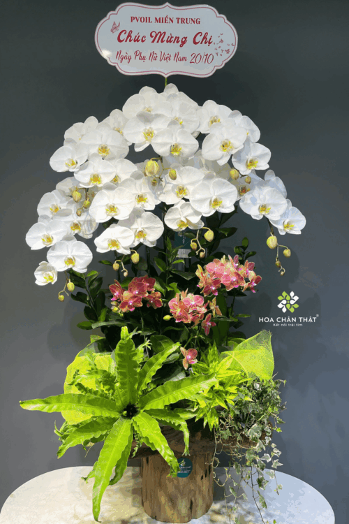 Chậu Lan Hồ Điệp Máng Lũa Mix Trắng & Mini Cam – Hòa Sắc Vinh Hoa