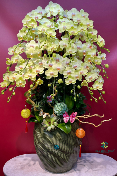 Chậu Lan Hồ Điệp 20 Cành – Vàng Phú Quý