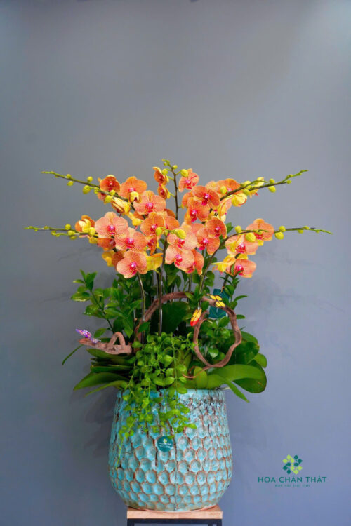 Chậu Lan Hồ Điệp 7 Cành – Hoàng Cam Phú Quý