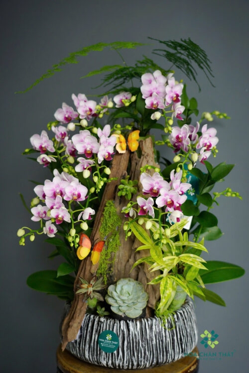 Chậu Lan Hồ Điệp Mini 7 Cành – Tím Nhạt Thanh Diệu