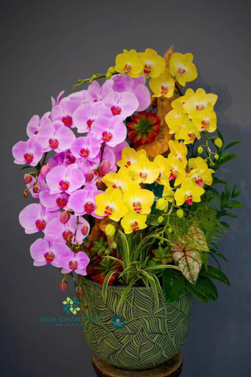 Chậu Lan Hồ Điệp 9 Cành – Tím Vàng Giao Hòa