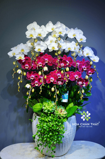 Chậu Lan Hồ Điệp 15 Cành – Tím Nhung Trắng Ngọc Duyên