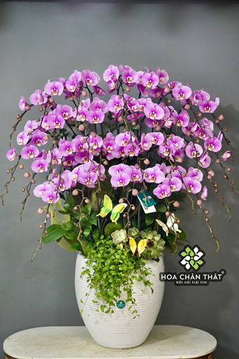 Chậu Lan Hồ Điệp 27 Cành – Hồng Tím Vinh Hoa