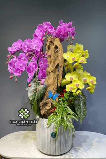 Chậu Lan Hồ Điệp Ghép Lũa 9 Cành – Hồng Tím Vàng Phúc Lộc