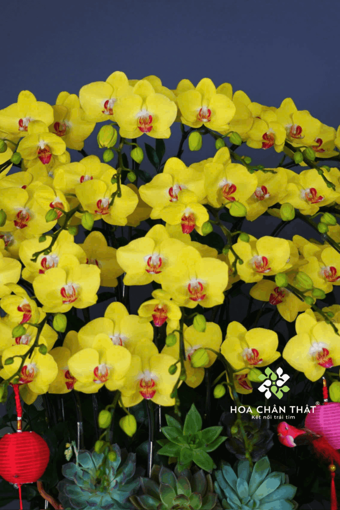 Chậu Lan Hồ Điệp 27 Cành – Hoàng Kim Phú Quý 78 2 1