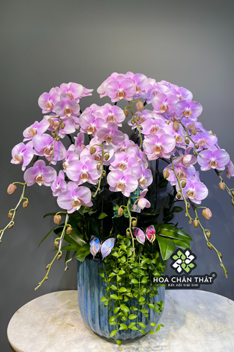 Chậu Lan Hồ Điệp 10 Cành – Hồng Tím Nhạt Tinh Khôi