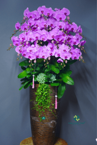 Chậu Lan Hồ Điệp 20 Cành – Hồng Tím Vượng Khang