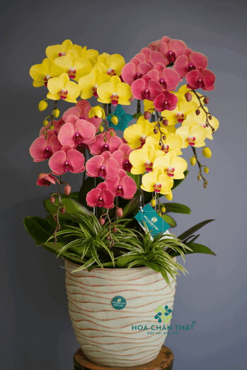 Chậu Lan Hồ Điệp 8 Cành – Hồng Kim Tụ Lộc
