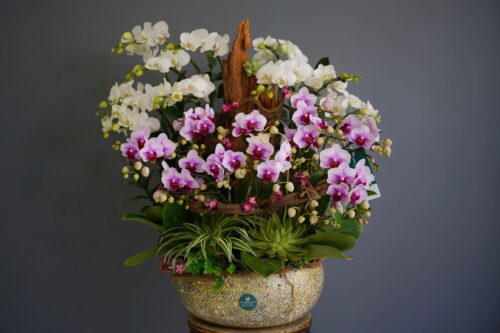 Chậu Lan Hồ Điệp Ghép Lũa 18 Cành Mini – Song Hỷ Phú Vinh