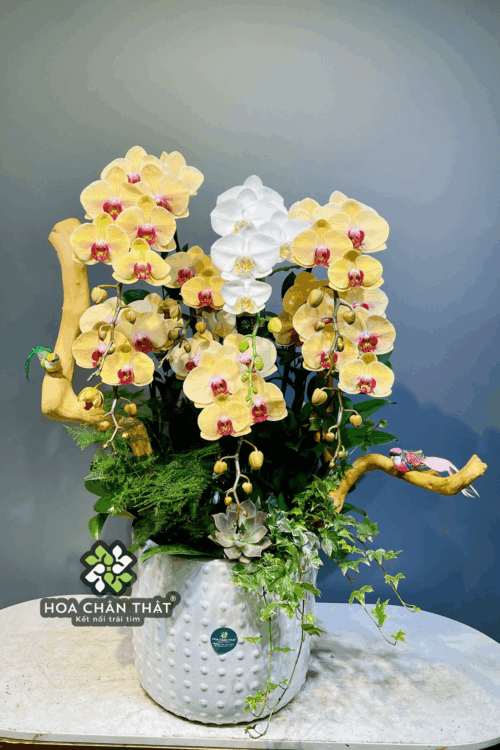 Chậu Lan Hồ Điệp 7 Cành – Vàng Nghệ Trắng An Nhiên