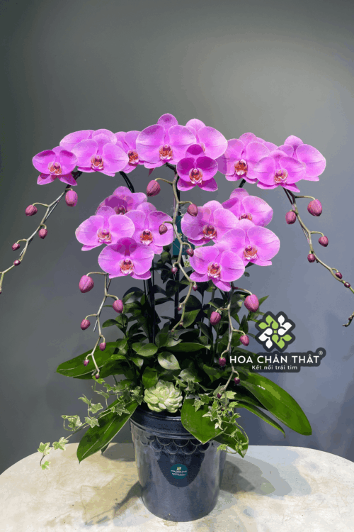 Chậu Lan Hồ Điệp 5 Cành – Hồng Tím Thanh Vân
