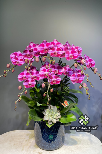 Chậu Lan Hồ Điệp 8 Cành – Tím Sọc Thanh Quý