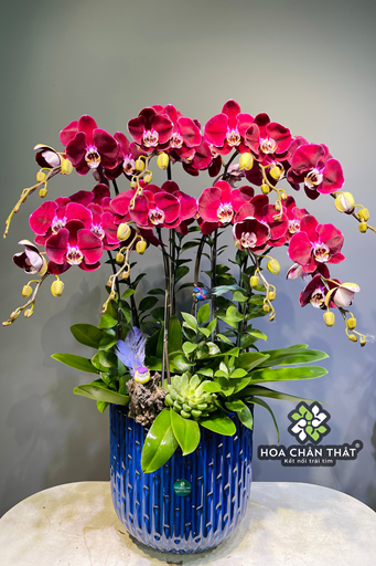 Chậu Lan Hồ Điệp 8 Cành – Tím Nhung Huyền Diệu