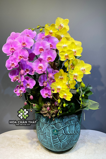 Chậu Lan Hồ Điệp Ghép Lũa 8 Cành – Tím Vàng Vượng Cát