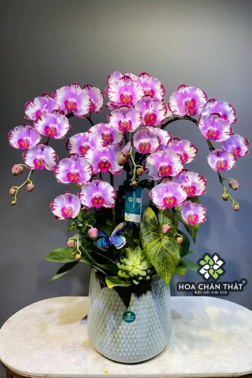 Chậu Lan Hồ Điệp 5 Cành – Tím Đột Biến Quý Hiếm 88 510x765 1