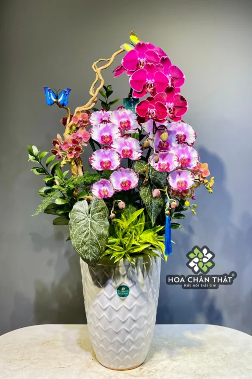 Chậu Lan Hồ Điệp Mix – Sắc Màu Xuân Vượng