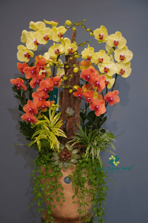 Chậu Lan Hồ Điệp 9 Cành – Hoàng Cam Phú Thịnh