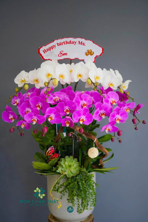 Chậu Lan Hồ Điệp 9 Cành – Bạch Tím Thanh Hòa