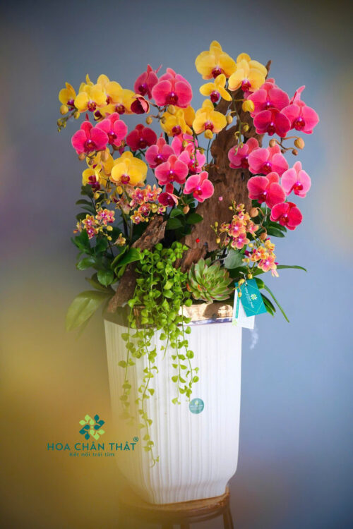 Chậu Lan Hồ Điệp Ghép Lũa 13 Cành – Hoàng Hỷ Tụ Bảo