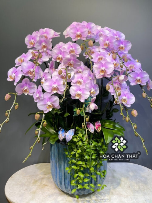 Chậu Lan Hồ Điệp 10 Cành – Hồng Tím Nhạt Tinh Khôi
