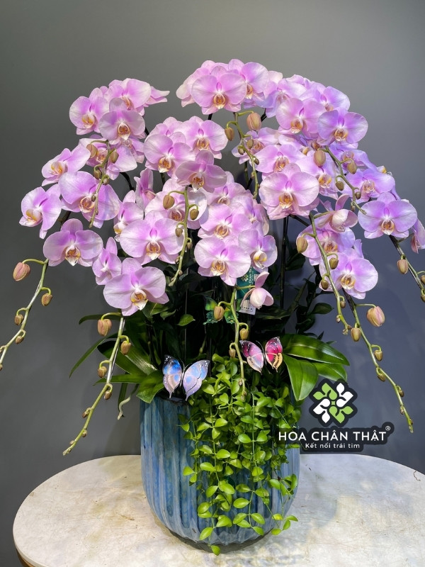 Chậu Lan Hồ Điệp 10 Cành – Hồng Tím Nhạt Tinh Khôi Chậu Lan Hồ Điệp 10 Cành – Hồng Tím Nhạt Tinh Khôi