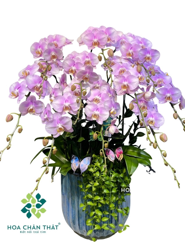 Chậu Lan Hồ Điệp 10 Cành – Hồng Tím Nhạt Tinh Khôi Chậu Lan Hồ Điệp 10 Cành – Hồng Tím Nhạt Tinh Khôi