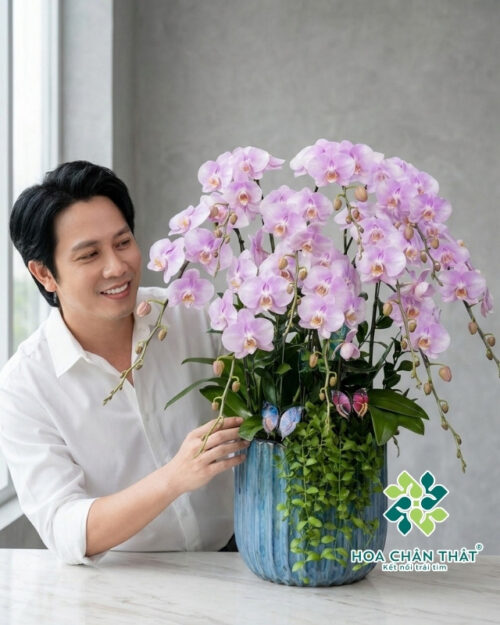 Chậu Lan Hồ Điệp 10 Cành – Hồng Tím Nhạt Tinh Khôi