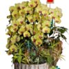 Chậu Lan Hồ Điệp 12 Cành – Kim Lũa Vượng Phát