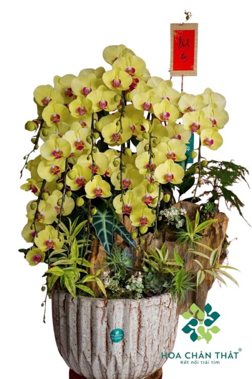 Chậu Lan Hồ Điệp 12 Cành – Kim Lũa Vượng Phát