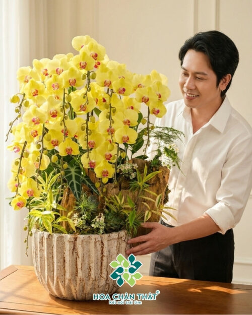 Chậu Lan Hồ Điệp 12 Cành – Kim Lũa Vượng Phát