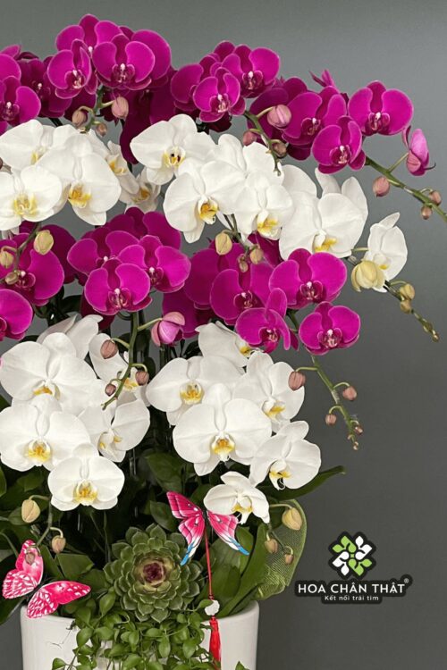 Chậu Lan Hồ Điệp 14 Cành – Trắng Tím Hòa Quyện