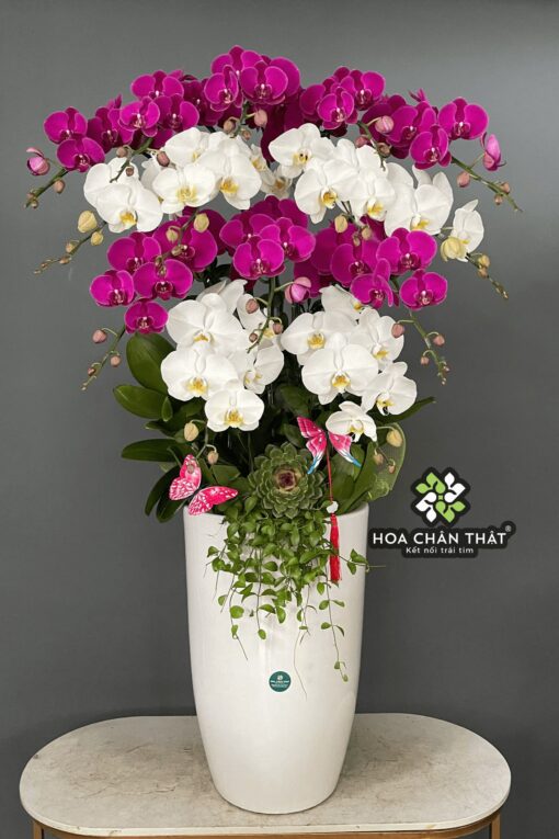 Chậu Lan Hồ Điệp 14 Cành – Trắng Tím Hòa Quyện Chau Lan Ho Diep 14 Canh Trang Tim Hoa Quyen 510x765 1