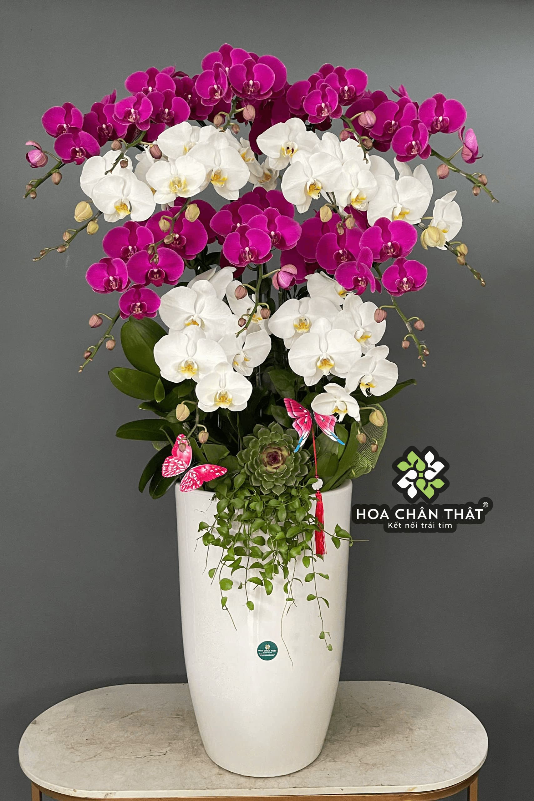 Chậu Lan Hồ Điệp 14 Cành Trắng Tím Hòa Quyện Chậu Lan Hồ Điệp 14 Cành – Trắng Tím Hòa Quyện