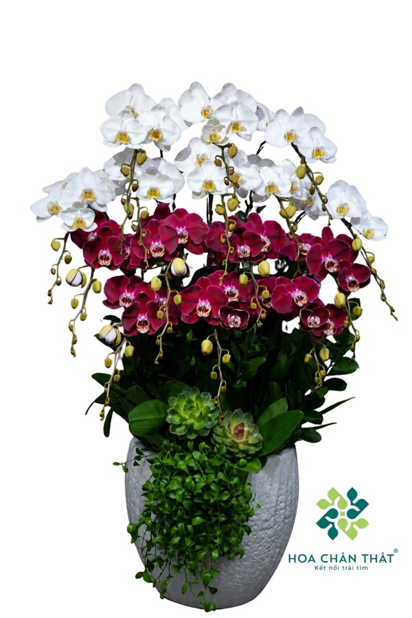 Chậu Lan Hồ Điệp 15 Cành – Tím Nhung Trắng Ngọc Duyên Chậu Lan Hồ Điệp 15 Cành – Tím Nhung Trắng Ngọc Duyên