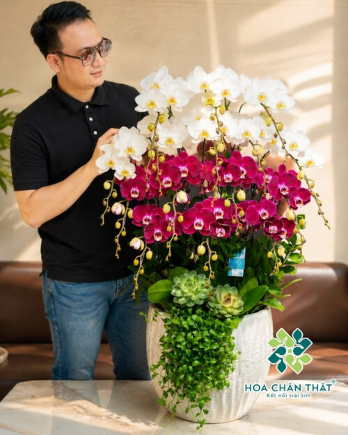 Chậu Lan Hồ Điệp 15 Cành – Tím Nhung Trắng Ngọc Duyên