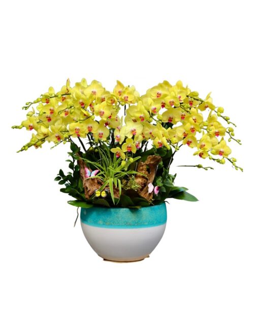 Chậu Lan Hồ Điệp 20 Cành – Kim Vàng