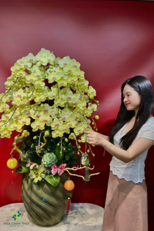 Chau Lan Ho Diep 20 Canh Vang Phu Quy 2