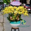 Chậu Lan Hồ Điệp 20 Cành – Kim Vàng