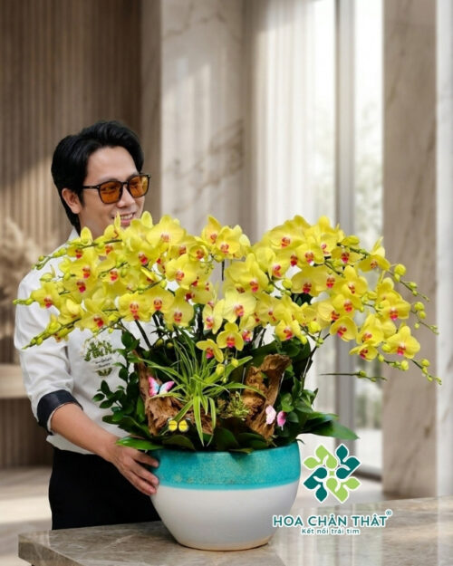 Chậu Lan Hồ Điệp 20 Cành – Kim Vàng