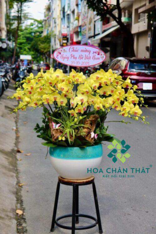 Chậu Lan Hồ Điệp 20 Cành – Kim Vàng