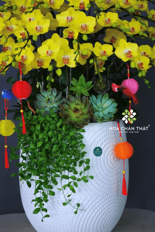 Chậu Lan Hồ Điệp 27 Cành – Hoàng Kim Phú Quý