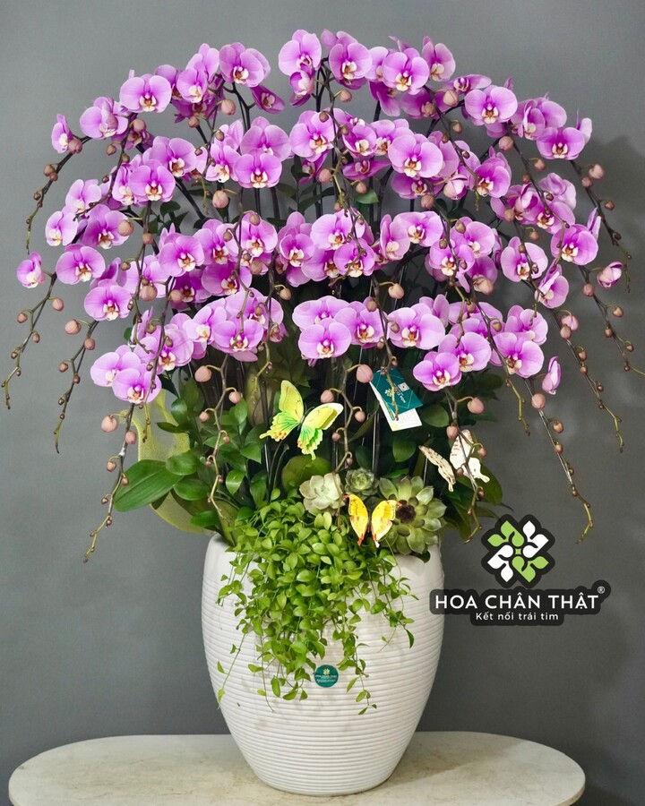 Chậu Lan Hồ Điệp 27 Cành – Hồng Tím Vinh Hoa Chậu Lan Hồ Điệp 27 Cành – Hồng Tím Vinh Hoa
