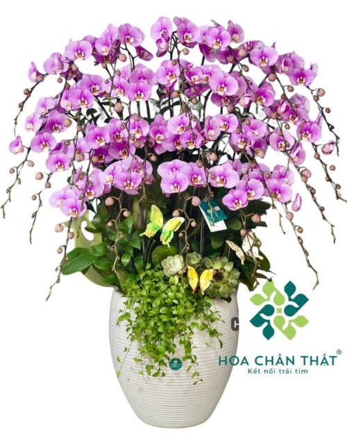 Chậu Lan Hồ Điệp 27 Cành – Hồng Tím Vinh Hoa